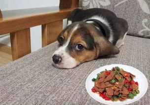 给猫狗吃“麻辣烫”？60岁前阿里老将再创业，刚拿下1.8亿融资