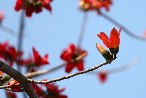 母亲节我出战！广东网友为省花木棉花打call，抖音爆火背后的故事