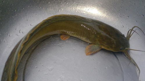 大连水库惊现成群黑鱼，疑似外来物种入侵引发关注