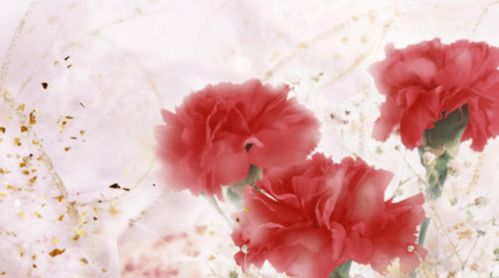 枯萎的康乃馨被夹在书页中