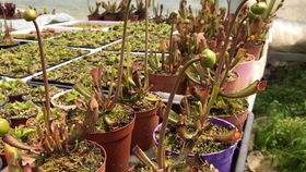 花植园内被破坏的植物