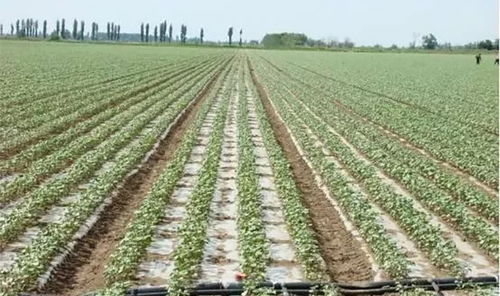 打好抗旱主动仗 助农稳产保丰收｜我在田间地头见证这场硬仗