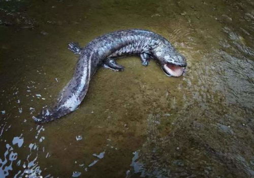 大鲵(娃娃鱼)特写照片