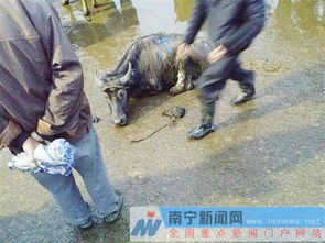 农场主焚烧病牛现场