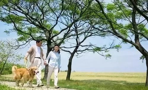 人与白马并肩走在晨光中