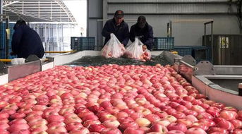 水果市场内正在分拣苹果的工作人员