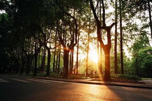 夕阳挽着我们的胳膊：那年夏天，我们追过的落日与青春