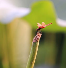 荷塘边的蜻蜓与雨滴<p>那一幕，恰如古人诗句所言：“小荷才露尖尖角，早有蜻蜓立上头。”雨中的世界，多了一份静谧与诗意。</p><p>无论是城市的高楼林立之间，还是乡村的小路旁，夏天的雨都为这个世界披上了一层朦胧的纱衣。它让原本喧嚣的世界变得安静，也让人心变得更加柔软。</p><h2 id=