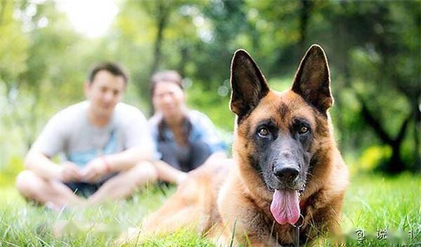 纪念汶川地震中牺牲的搜救犬的雕塑或纪念碑