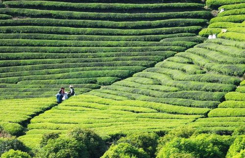 《消魂只为宜兴绿》：我在溪山间邂逅的诗意栖居