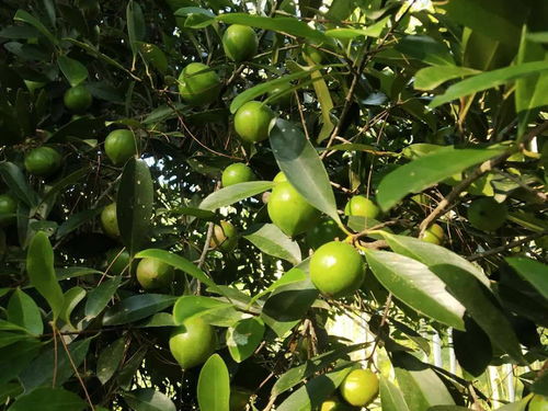 新鲜青梅摆放在竹篮中