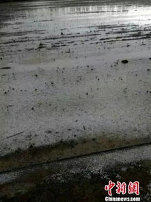 河南安阳冰雹致小麦颗粒无收？假的！我实地探访揭开真相