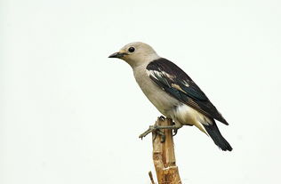 湿地保护区内的红嘴椋鸟