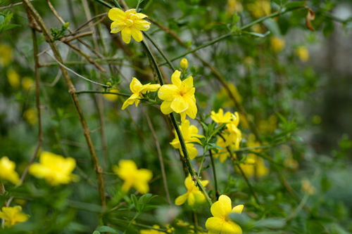 花园前森林迎春花