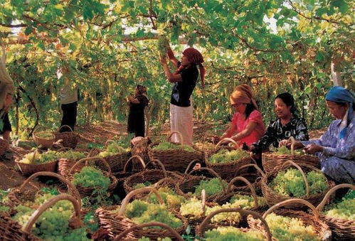 60一斤的新疆冬厘果，到底是什么水果？我亲自去探了个究竟