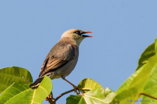 一群红嘴椋鸟在空中飞翔