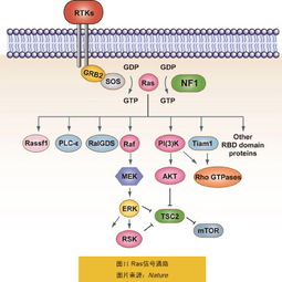 肺癌与基因突变关系科普图表