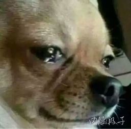 狗狗出门溜达被蛇咬伤，脸肿成包子！真实经历分享