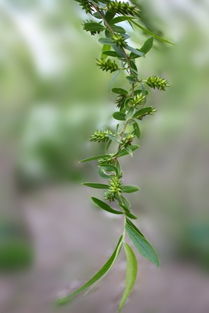 春风中摇曳的柳树枝条