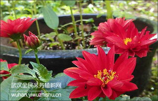 读《园丁与木匠》第二章、第三章：成为父母，不是塑造孩子，而是陪伴成长