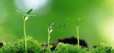 迎春的春天（2）｜在诗意中遇见春光