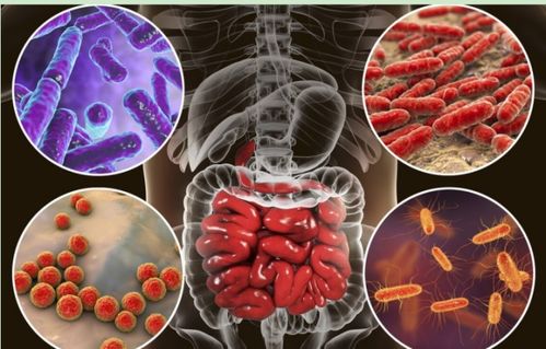 人体肠道微生物群示意图