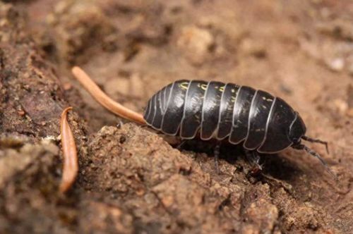 自然探索者观察昆虫