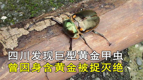 黄金甲虫炒作视频评论区截图