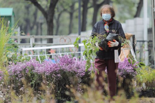 几位居民正在一起打理荒废花园