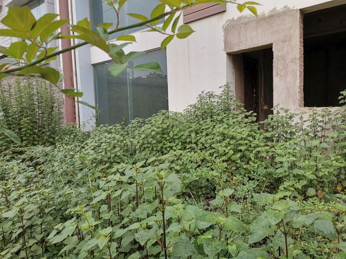 荒园背后的故事：一个城市角落的重生与孤独