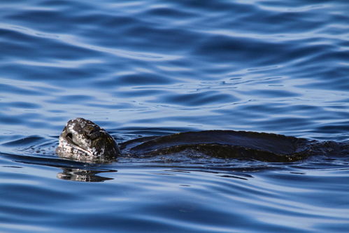 我在河边抓到一条‘超大蝌蚪’，没想到引发全网热议！