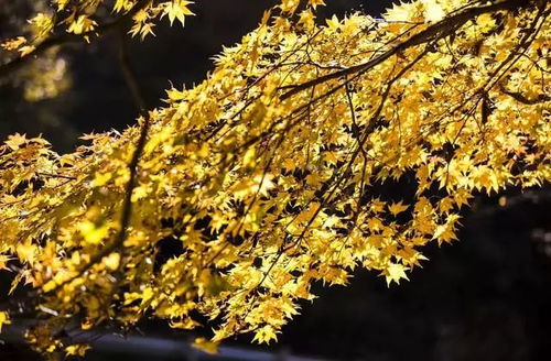 萱草花园全景图