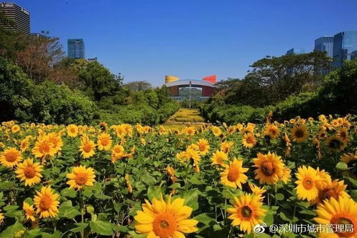 盛开的向日葵花园