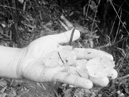 广东冰雹比鸡蛋还大谣言视频截图