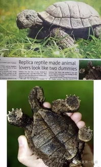 全深圳都在绿化带捡龟背竹？真相让人哭笑不得