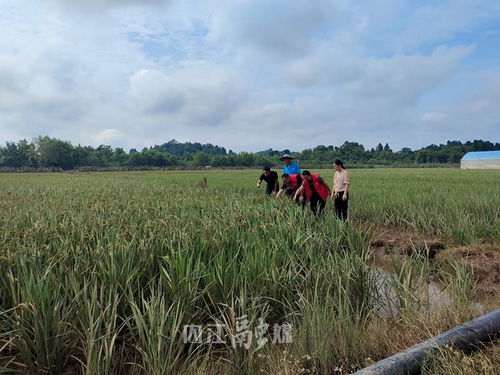 农业专家在田间查看小麦受灾情况