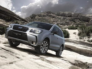 探险者在森林中发现神秘符号