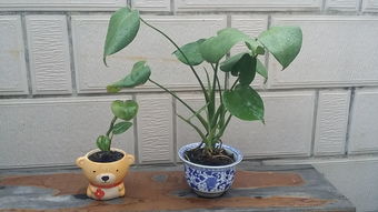 一盆绿色植物龟背竹特写