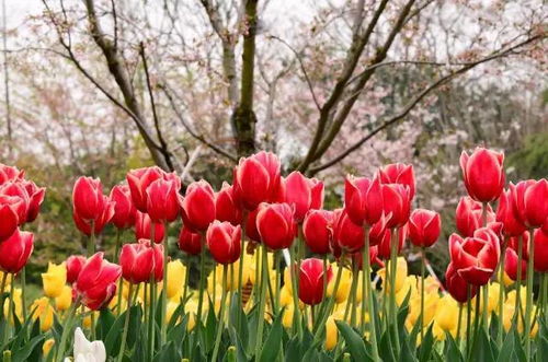 野外常见的几种有毒植物