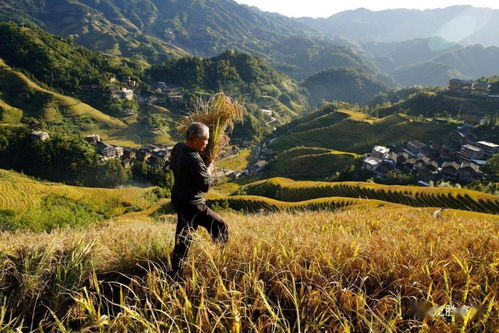 稻田中人们打稻谷的场景