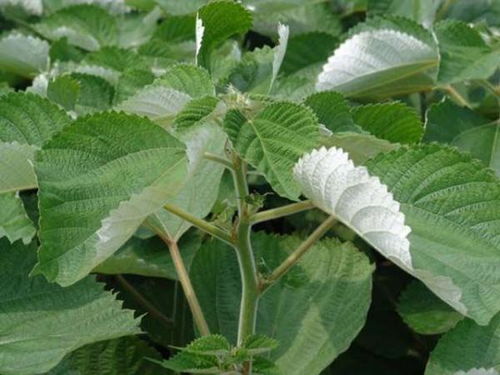 霍麻草与常见植物对比图示例