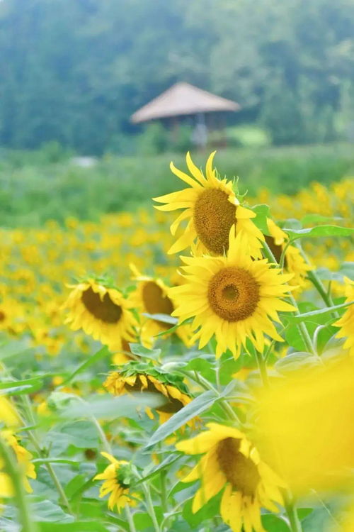 阳光下的向日葵