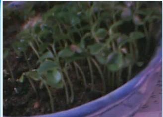 在朋友圈里种一株真实的向日葵，我找到了生活的阳光