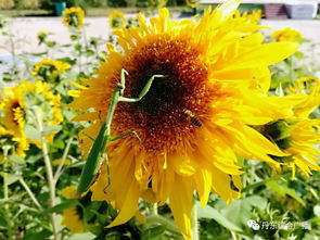 镜头里的花花世界｜我在抖音记录生活的每一份美好