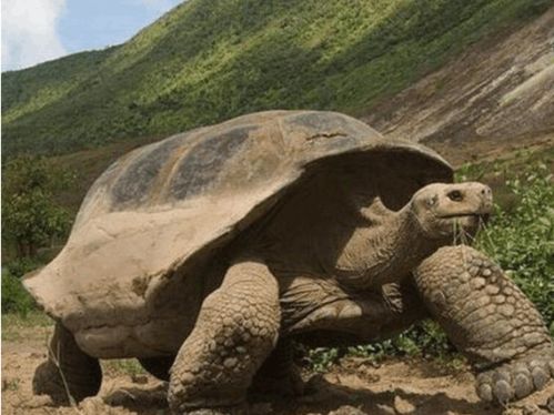 一只大型陆龟在草地上行走