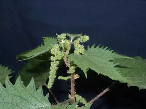 男子误碰霍麻草 小孩哥就地取解药｜街头突发奇事，小孩神操作引热议