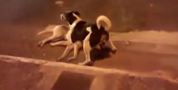 狗狗躺马路不起 同伴集体守护｜感人一幕背后的责任与思考