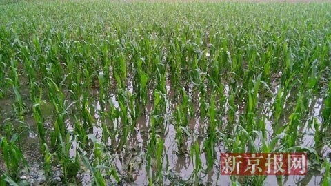 河南滑县冰雹后农田受灾图