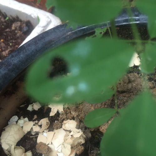 小男孩用石块捣碎植物叶片