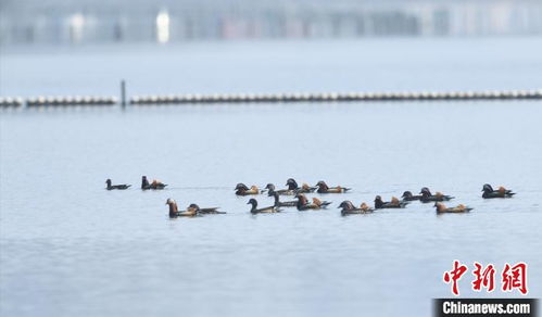11只小鸳鸯顺利下水游向湖中心